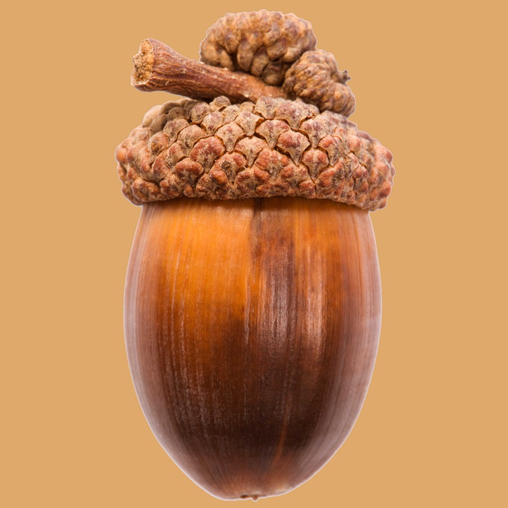 acorn